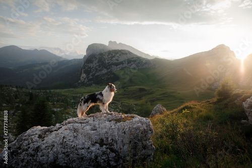 dog on the mountain at sunset. Travelling with a pet, Hiking. Australian shepherd in nature © annaav