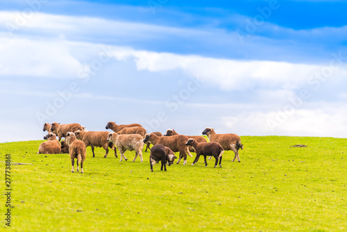 A flock of sheep in the meadow, New Zealand. Copy space for text.