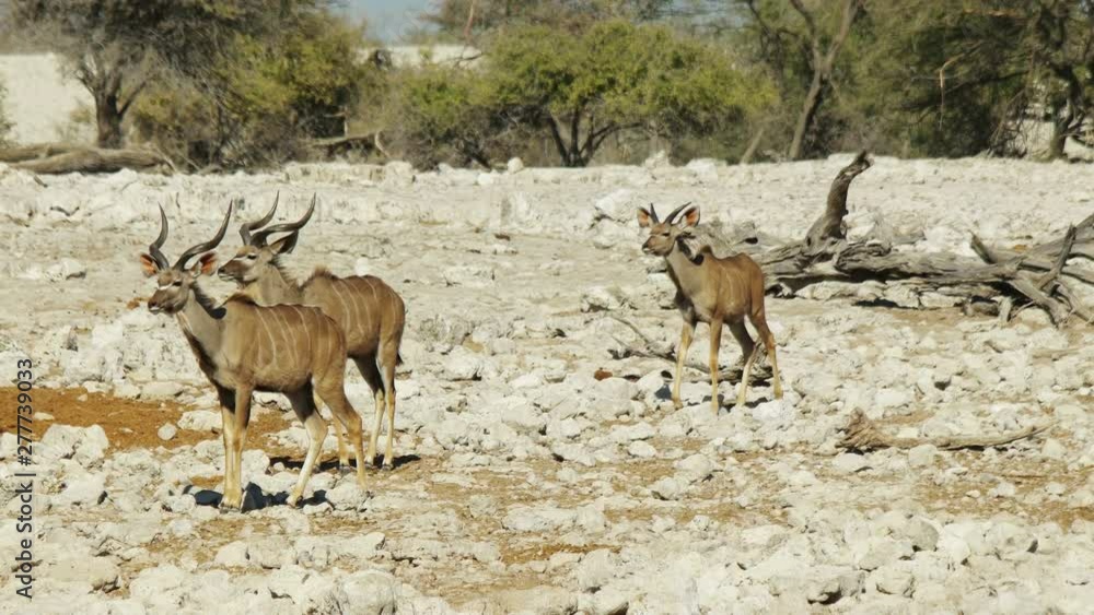 Antelopes walk in the desert. South Africa, Namibia.