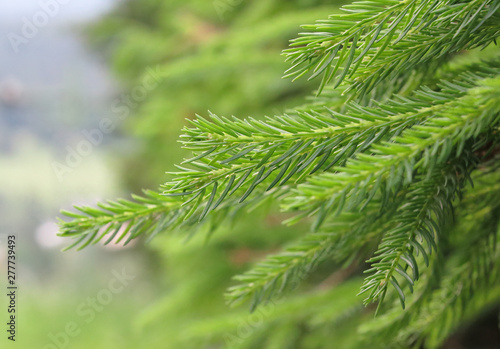 Young spruce shoots. Coniferous essential oil is used for medicinal purposes. Green bokeh on background