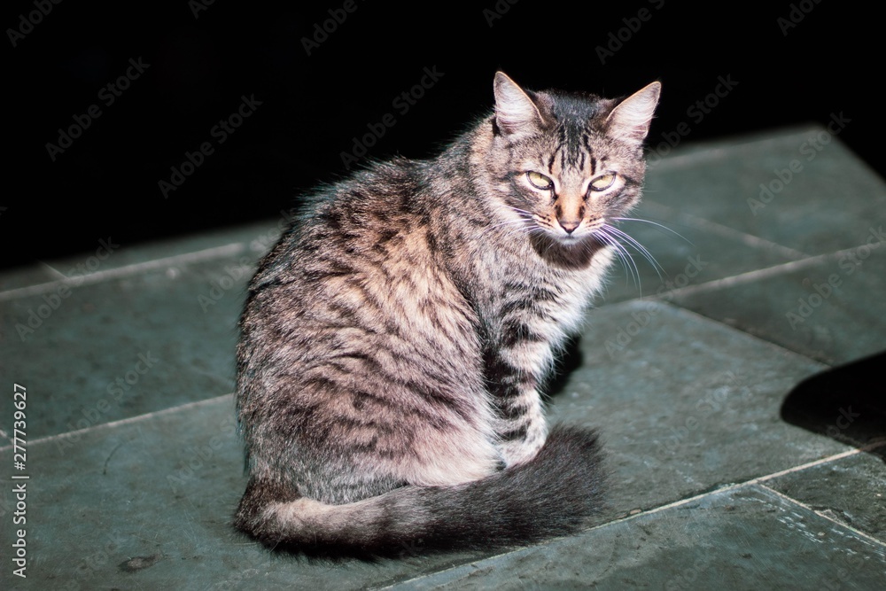 Fototapeta premium cat with eyes