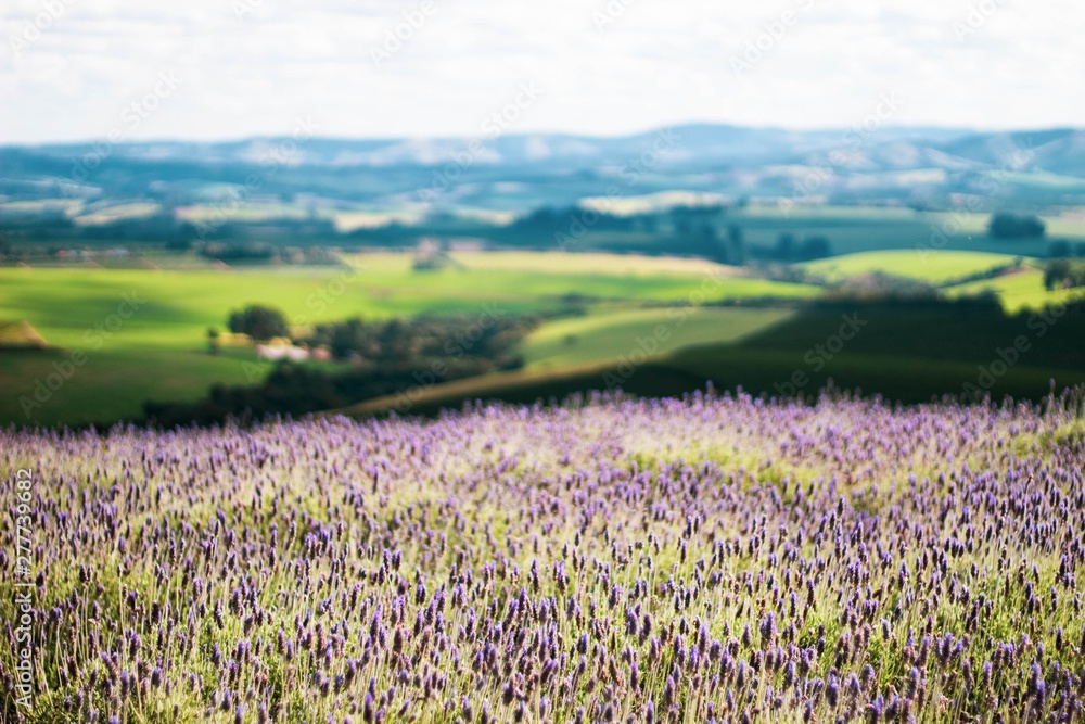 field of flowers field of flowers