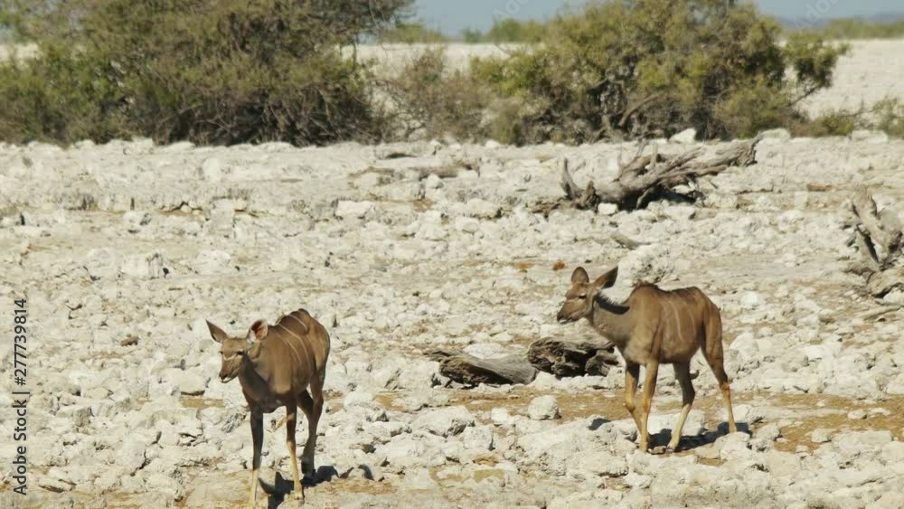 Antelopes walk in the desert. South Africa, Namibia. Antelopes walk in the desert. South Africa, Namibia.