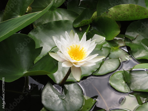 white water lily in pond