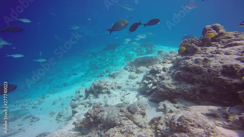 Wallpaper Mural Fascinating scuba diving with tiger sharks. Fuvahmulah island, Maldives, Torontodigital.ca