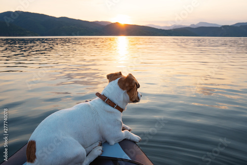 Dog Jack Russell Terrier sits inflatable kayak and looks into the distance of the lake against the backdrop of an orange sunset in the mountains. The disk of the rising sun. Sun rays. Pet