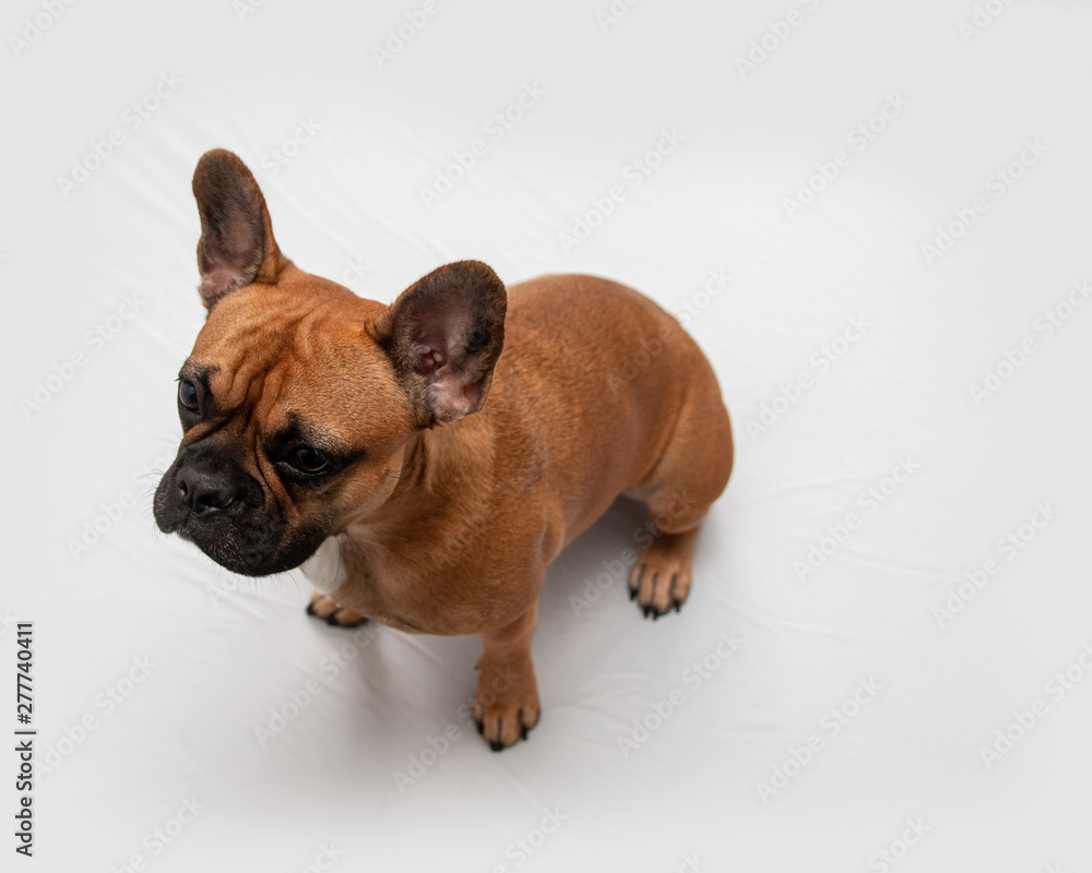 A small French bulldog sits on a white background and looking up, has an interesting face and protruding ears