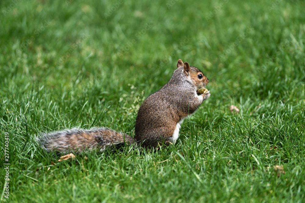 Naklejka premium Eichhörnchen.