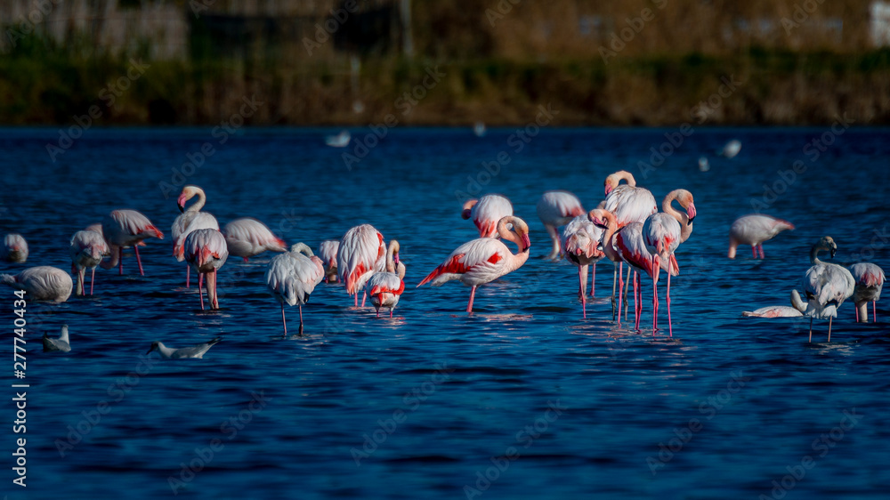 Naklejka premium Flamencos