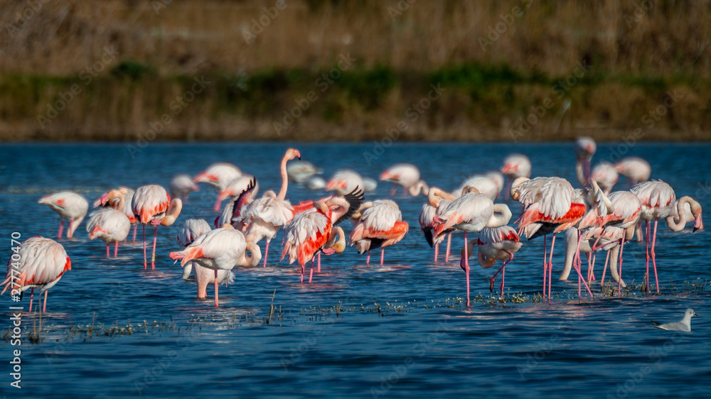 Obraz premium Flamencos