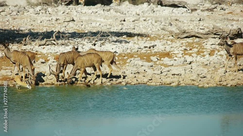 Kudu antelopes drink water. South Africa, Namibia.