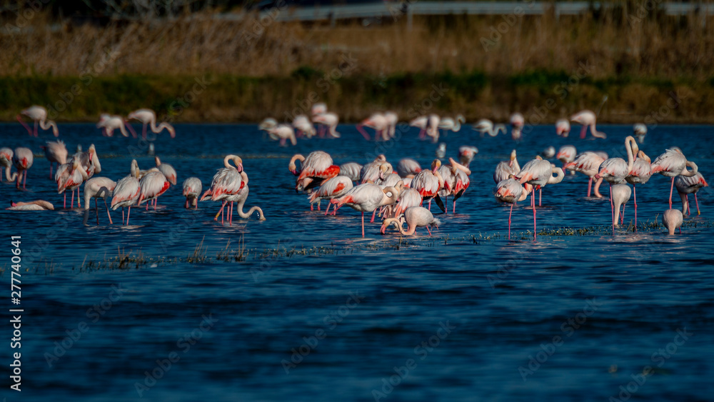 Obraz premium Flamencos
