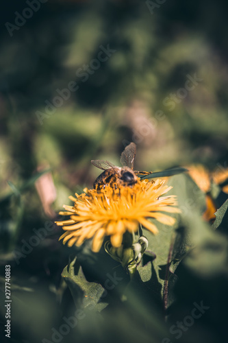 Dandelion field on Summer time © Regina Foster