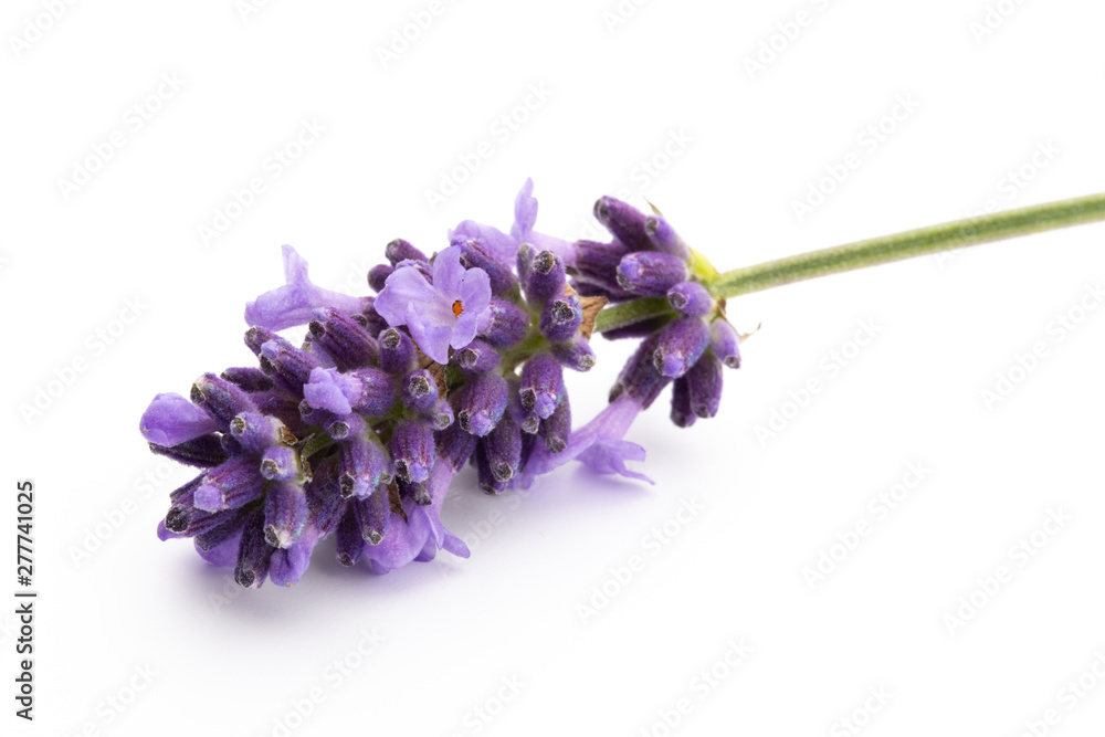 Fototapeta Lavender flowers on a white background.