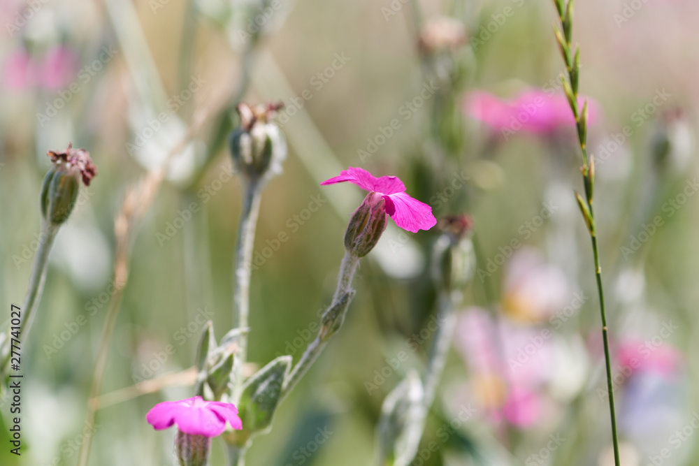 Flowers in meadow. Close up. Flowers in meadow. Close up.