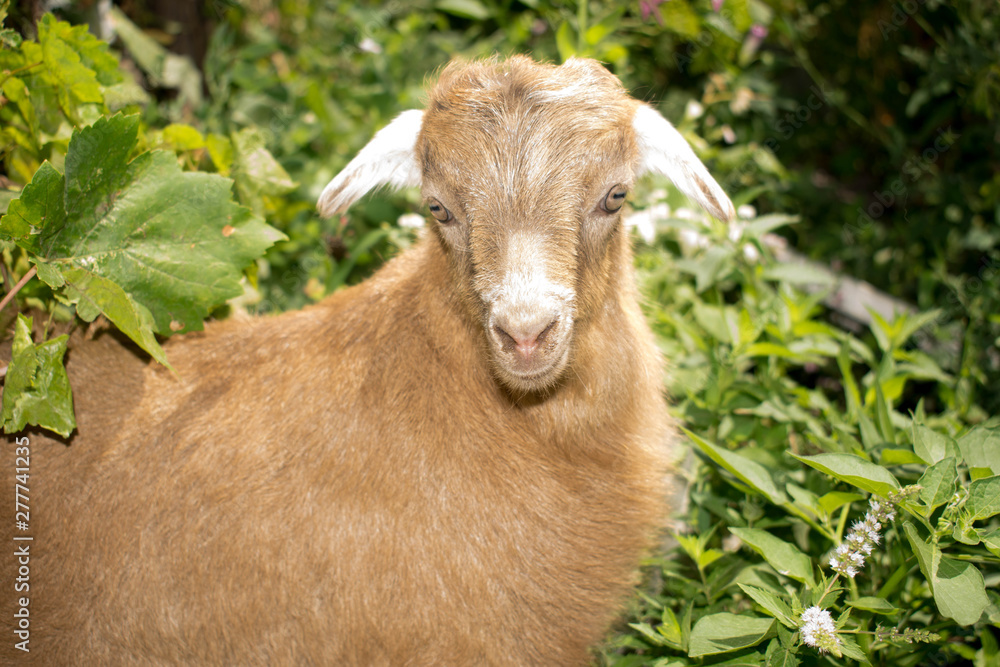 Fototapeta premium Little goatling brown coloring animal agriculture for design background