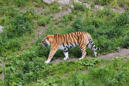 Tiger. A beautiful tiger is walking. Tiger in the zoo