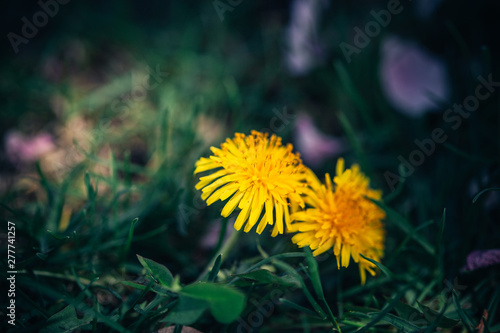 Dandelion field on Summer time