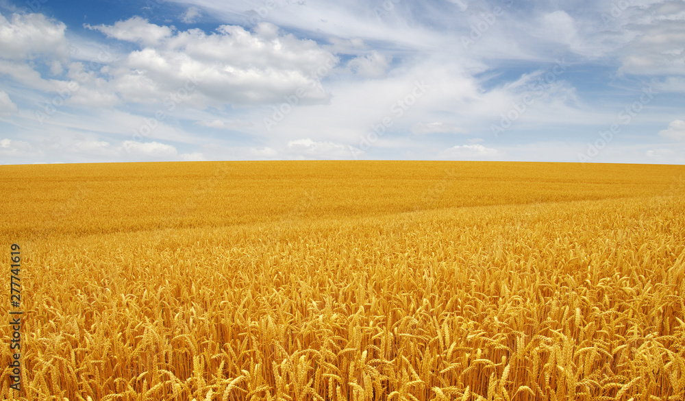 Naklejka premium Golden wheat field