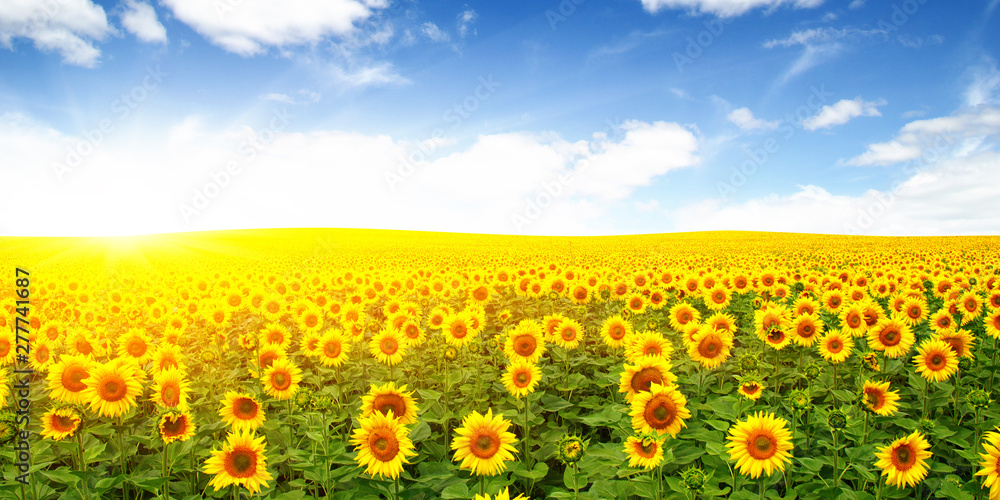 Fototapeta premium field of sunflowers