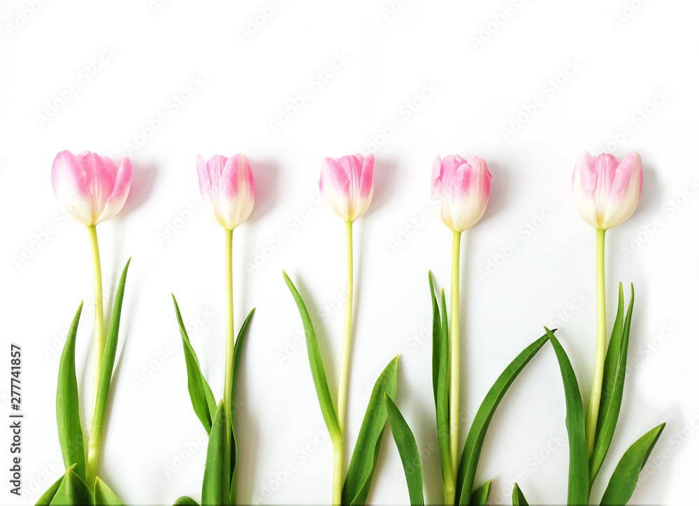 Tulip flowers in a row isolated on white background. Tulip flowers in a row isolated on white background.