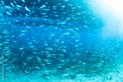 Fotografie School of fish in Cozumel Mexico