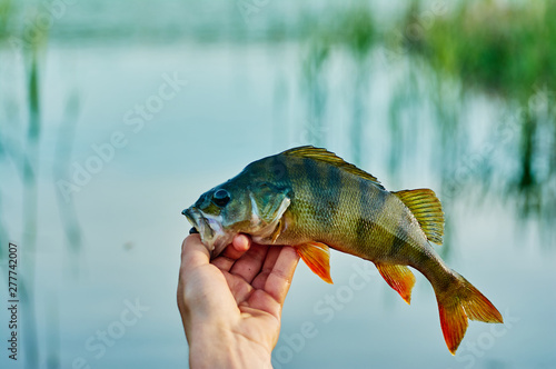 Caught trophy fish perch in the hand of a fisherman. The bait in a predator jaw. Spinning sport fishing.  Catch   release. The concept of outdoor activities.