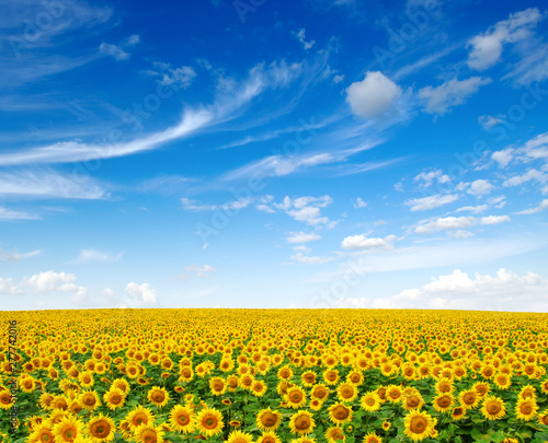 Fototapeta Naklejka Na Ścianę i Meble -  Sunflowers field on sky