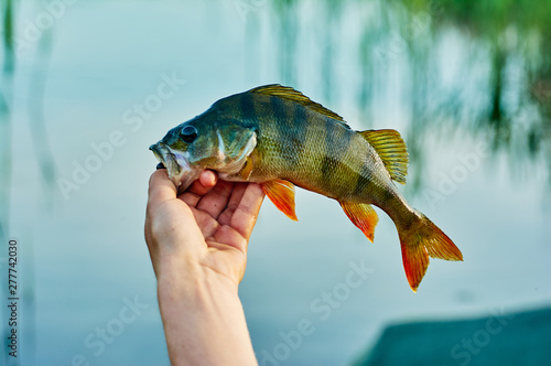 Caught trophy fish perch in the hand of a fisherman. The bait in a predator jaw. Spinning sport fishing. Catch & release. The concept of outdoor activities.