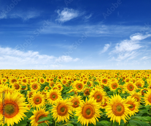 Sunflowers field on sky