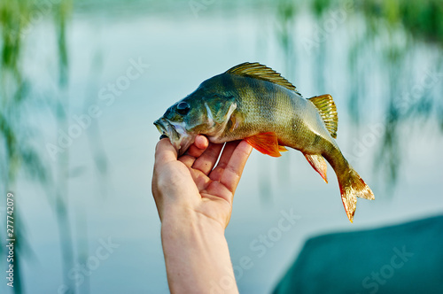 Caught trophy fish perch in the hand of a fisherman. The bait in a predator jaw. Spinning sport fishing. Catch & release. The concept of outdoor activities.