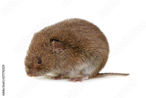Mouse isolated on white © Alekss