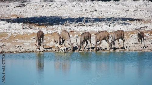 Kudu antelopes drink water. South Africa, Namibia.