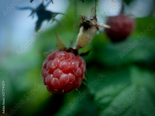 raspberry red on a bush large