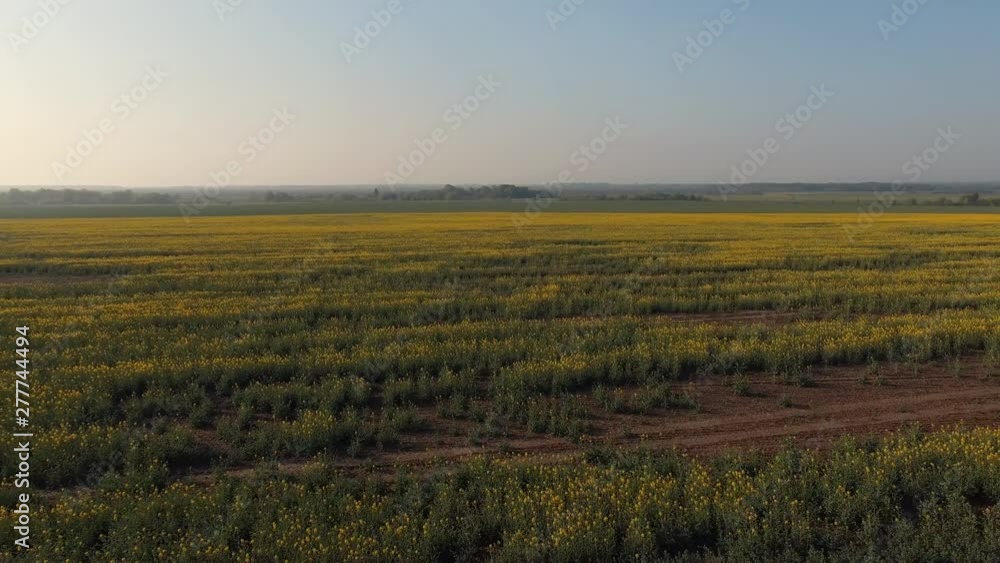 Agriculture. Spring sunny morning warm rural landscape with yellow rapeseed field. Aerial survey, flight of drone Agriculture. Spring sunny morning warm rural landscape with yellow rapeseed field. Aerial survey, flight of drone