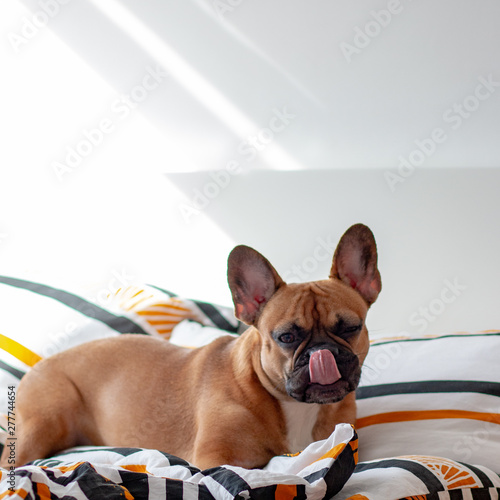 Fototapeta Naklejka Na Ścianę i Meble -  The sweet French bulldog lies on the bed and makes funny faces, colorful bedding and white walls in the room