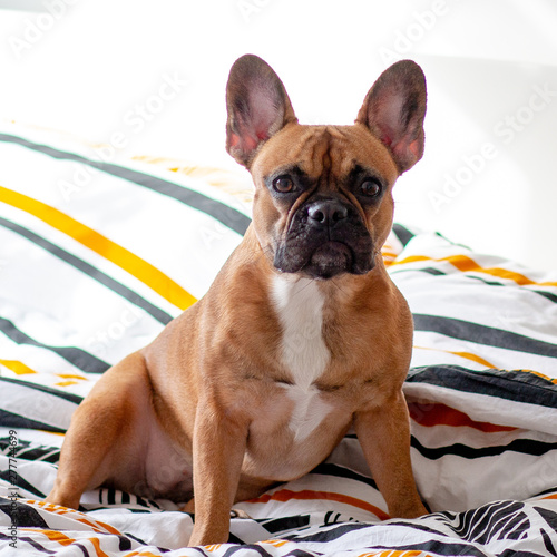 Fototapeta Naklejka Na Ścianę i Meble -  The sweet French bulldog lies on the bed and makes funny faces, colorful bedding and white walls in the room