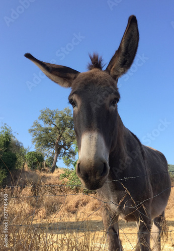 Curious brown donkey in summer meadow of Andalusia