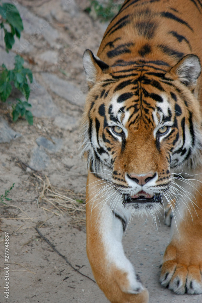 the tiger imposingly goes on the concrete path and rests, a beautiful powerful big tiger cat on the background of summer green grass, stones and green water in the zoo. Close-up. the tiger imposingly goes on the concrete path and rests, a beautiful powerful big tiger cat on the background of summer green grass, stones and green water in the zoo. Close-up.