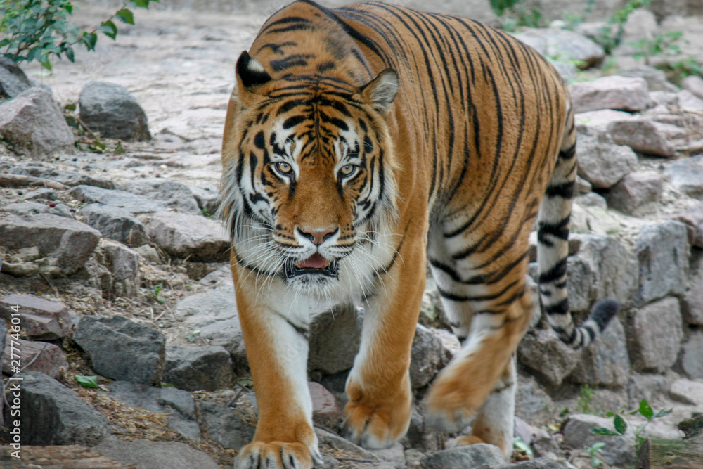 the tiger imposingly goes on the concrete path and rests, a beautiful powerful big tiger cat on the background of summer green grass, stones and green water in the zoo. Close-up. the tiger imposingly goes on the concrete path and rests, a beautiful powerful big tiger cat on the background of summer green grass, stones and green water in the zoo. Close-up.
