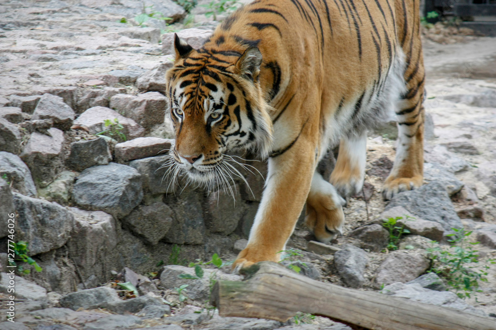 Obraz premium the tiger imposingly goes on the concrete path and rests, a beautiful powerful big tiger cat on the background of summer green grass, stones and green water in the zoo. Close-up.