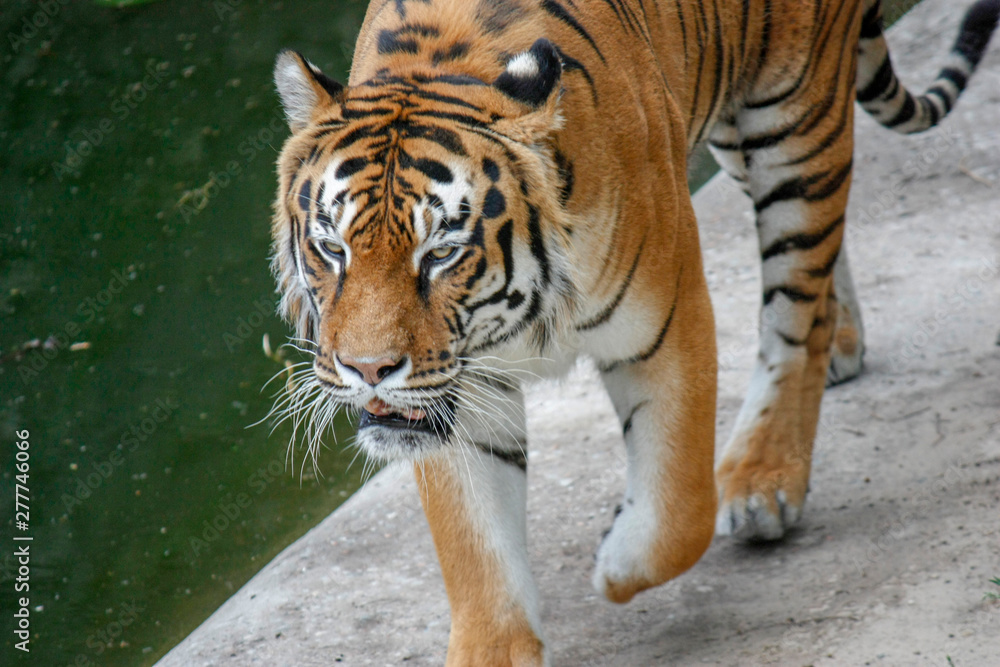 the tiger imposingly goes on the concrete path and rests, a beautiful powerful big tiger cat on the background of summer green grass, stones and green water in the zoo. Close-up. the tiger imposingly goes on the concrete path and rests, a beautiful powerful big tiger cat on the background of summer green grass, stones and green water in the zoo. Close-up.
