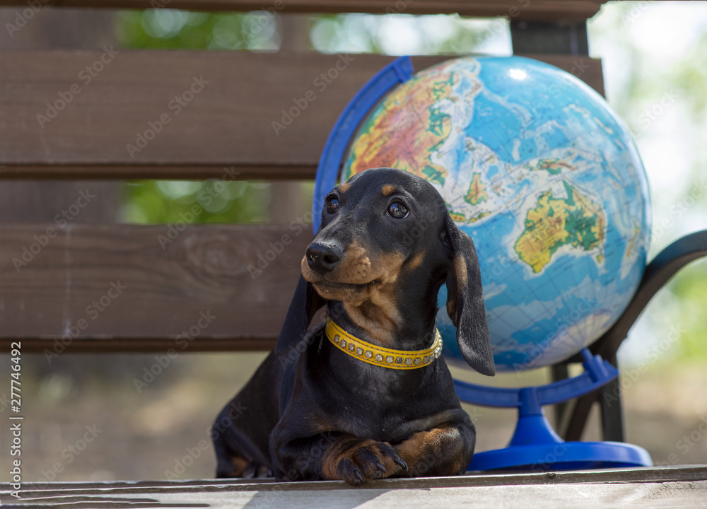 Portrait of a young cute girdled dachshund dog and a globe on a background. The concept of summer tourism and travel. - obrazy, fototapety, plakaty 