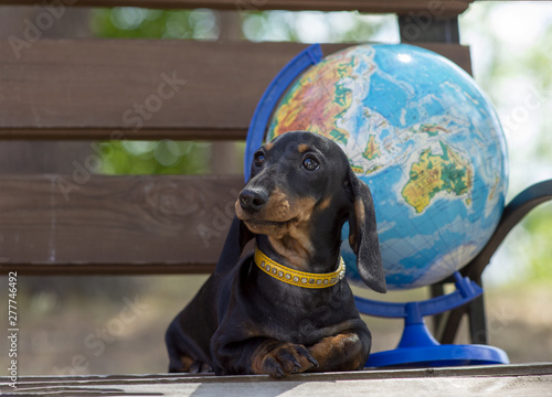 Portrait of a young cute girdled dachshund dog and a globe on a background. The concept of summer tourism and travel.