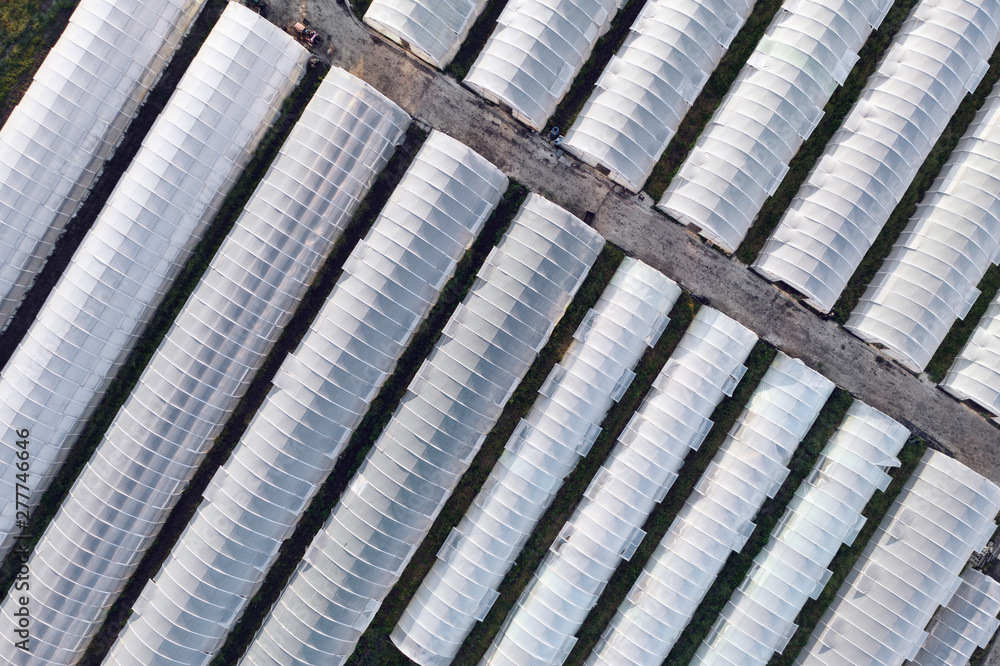 Fototapeta premium Aerial view of greenhouses lined up in a row, covered with a transparent film of growing vegetables and fruits. The texture of the roofs of greenhouses field background. Farming, bioproducts