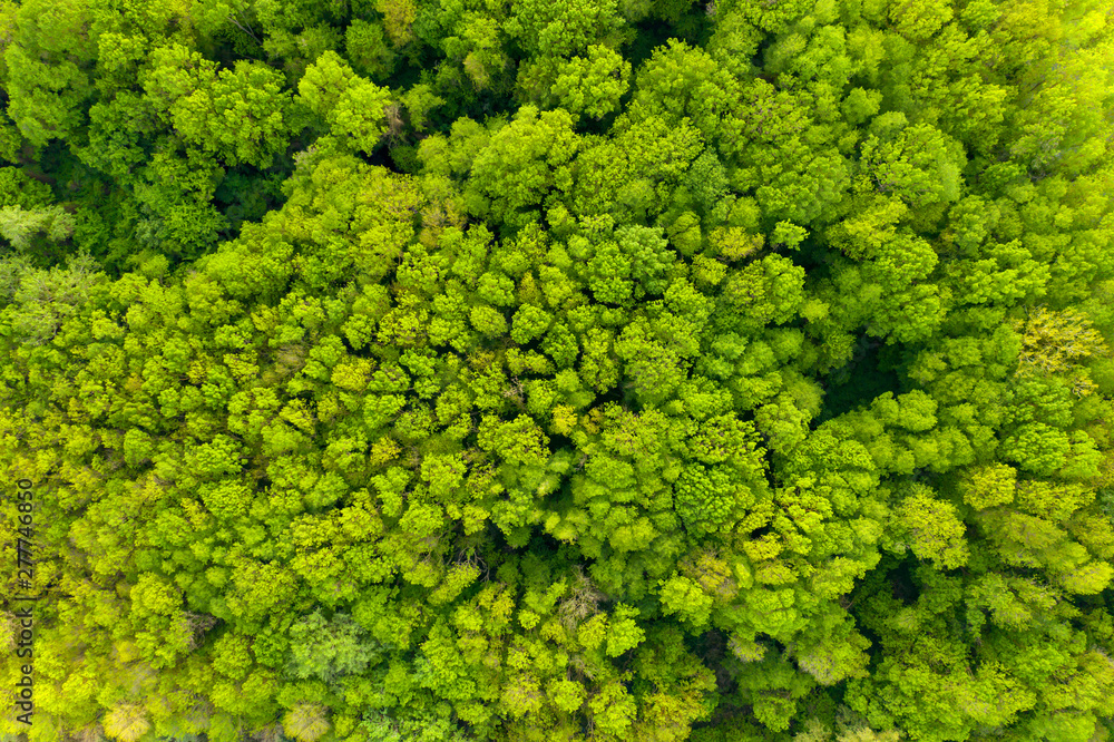 Naklejka premium Aerial view of a dense green array of trees in a national reserve in Bulgaria near the Kamchiya River. Texture of diverse green crown of mixed forest in spring on a sunny day. Pattern Drone