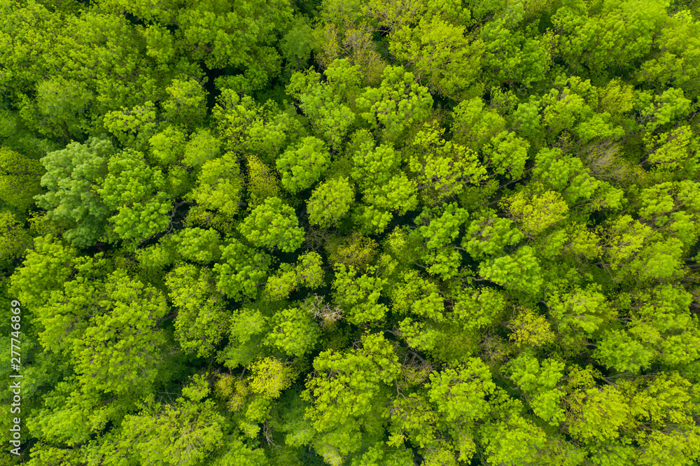 Aerial view of a dense green array of trees in a national reserve in Bulgaria near the Kamchiya River. Texture of diverse green crown of mixed forest in spring on a sunny day. Pattern Drone