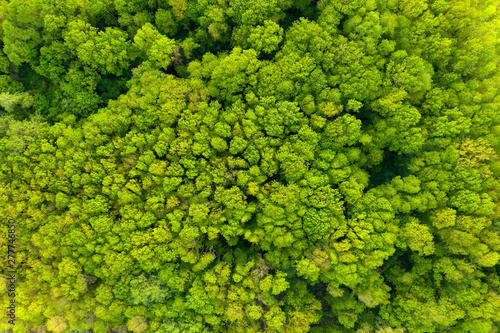 Aerial view of a dense green array of trees in a national reserve in Bulgaria near the Kamchiya River. Texture of diverse green crown of mixed forest in spring on a sunny day. Pattern Drone