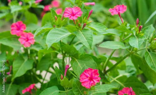 Beautiful pink flowers Mirabilis jalapa grow in the garden on a sunny day. Natural wallpaper. Beautiful background for design. Soft selective focus photo