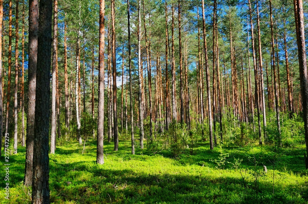 trees in the forest trees in the forest